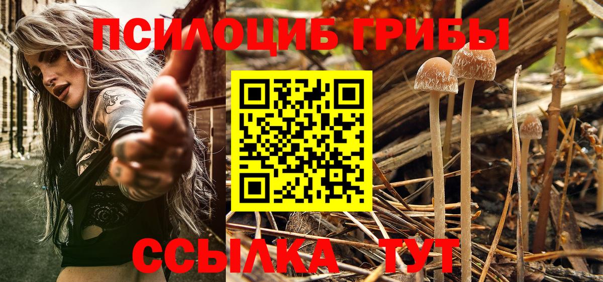 Галлюциногенные грибы мухоморы  Галлюциногенные грибы Psilocybine cubensis  цена наркотик  Славгород  Вход с VPN 